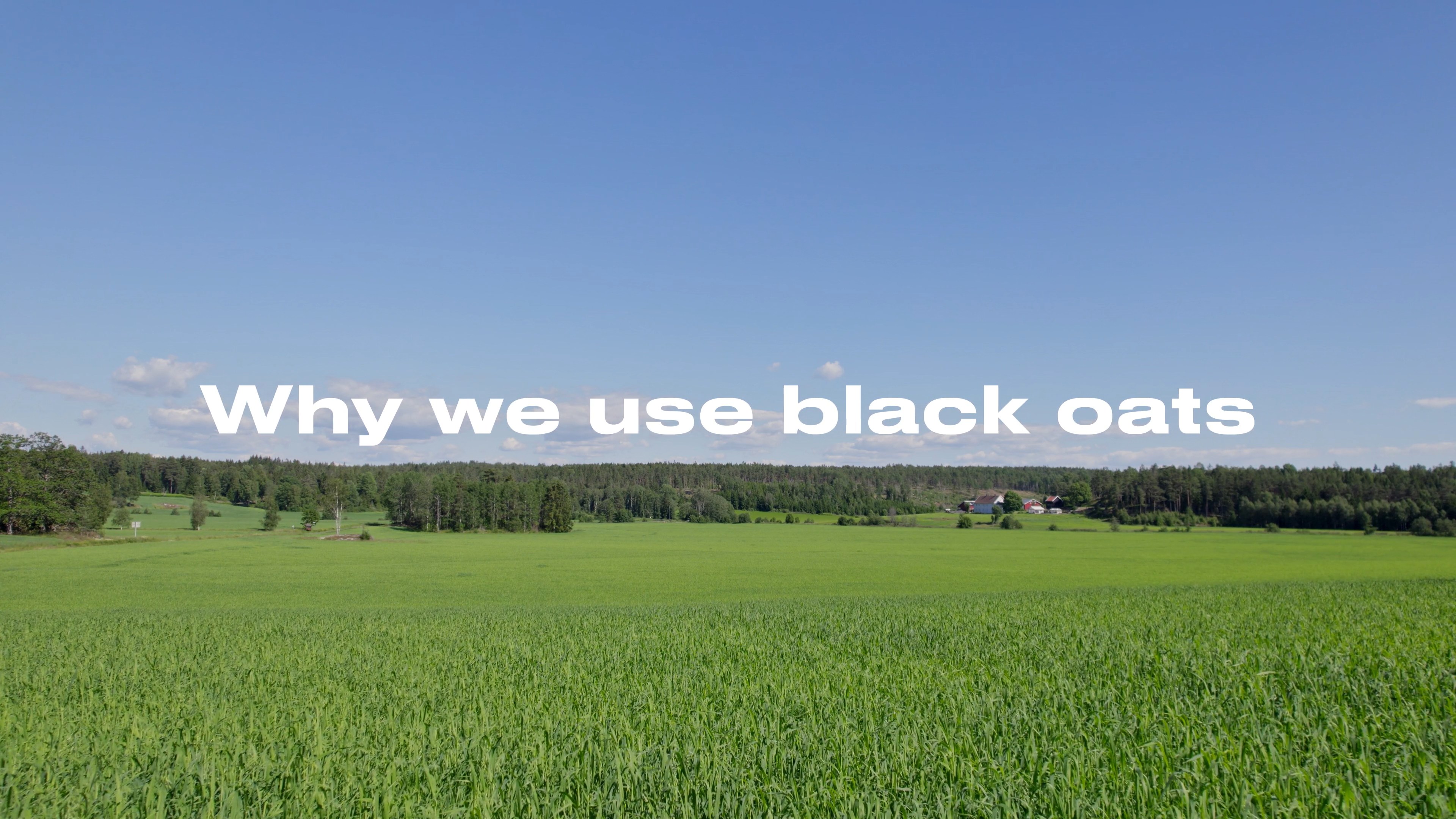 Why we use black oats — filmens tittelkort