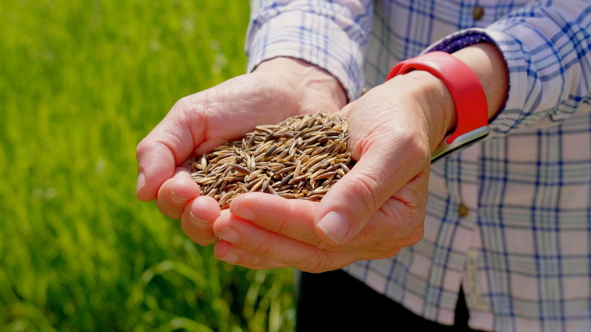 Hands holding black oats